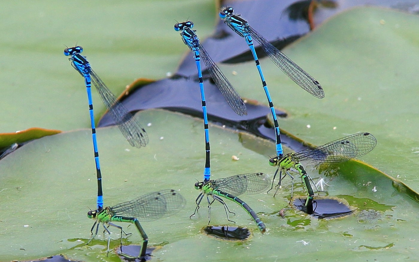 Six blue and gree damselflies on a water lily leaf